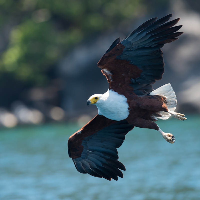 African Fish Eagle gliding over Lake Malawi