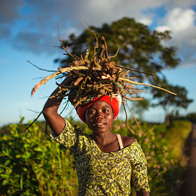 Portrait of Young African woman carrying a bundle of firewood on her head next to a tea plantation Malawi