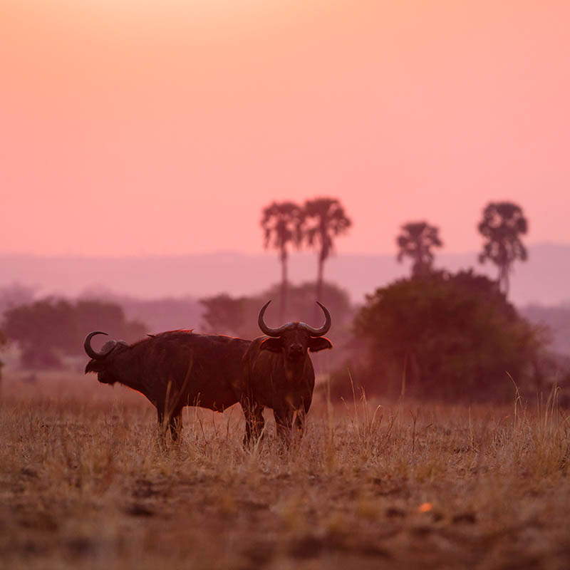 Buffalos at sunset in Liwonde N.P