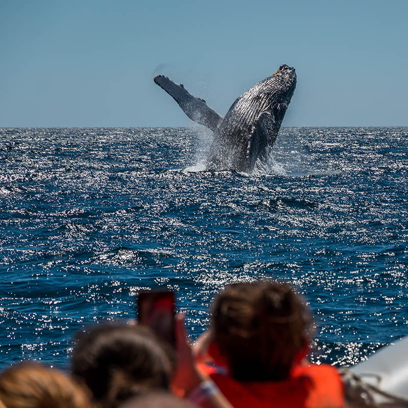 A Humpback Whale breaching