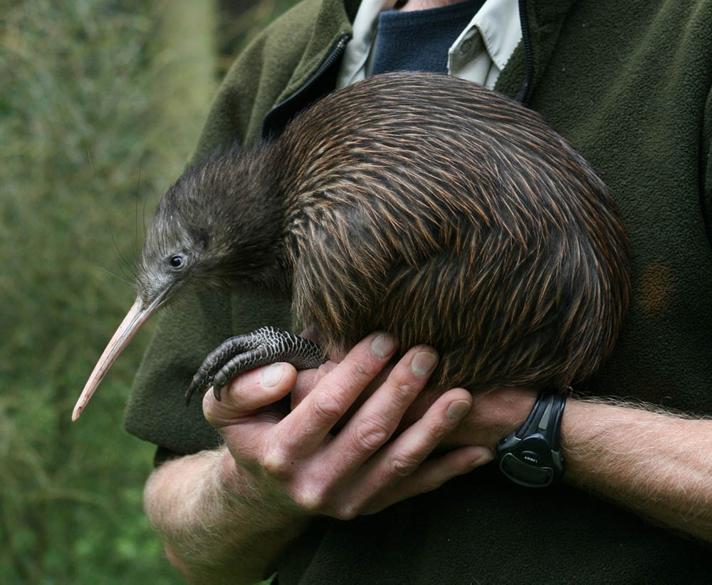 Kiwi, Otorohanga, Waikato. Credit: Otorohanga Kiwi House & Native Bird Park