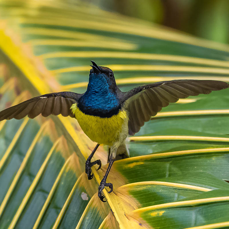 Newton's sunbird on Sao Tome