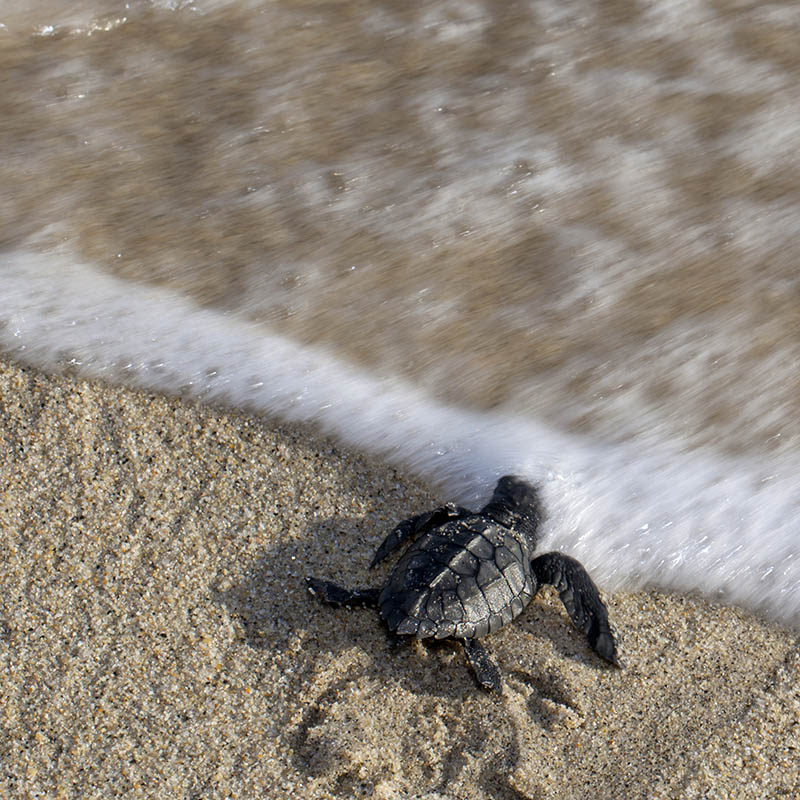 Baby Olive Ridley turtle making its way to the sea