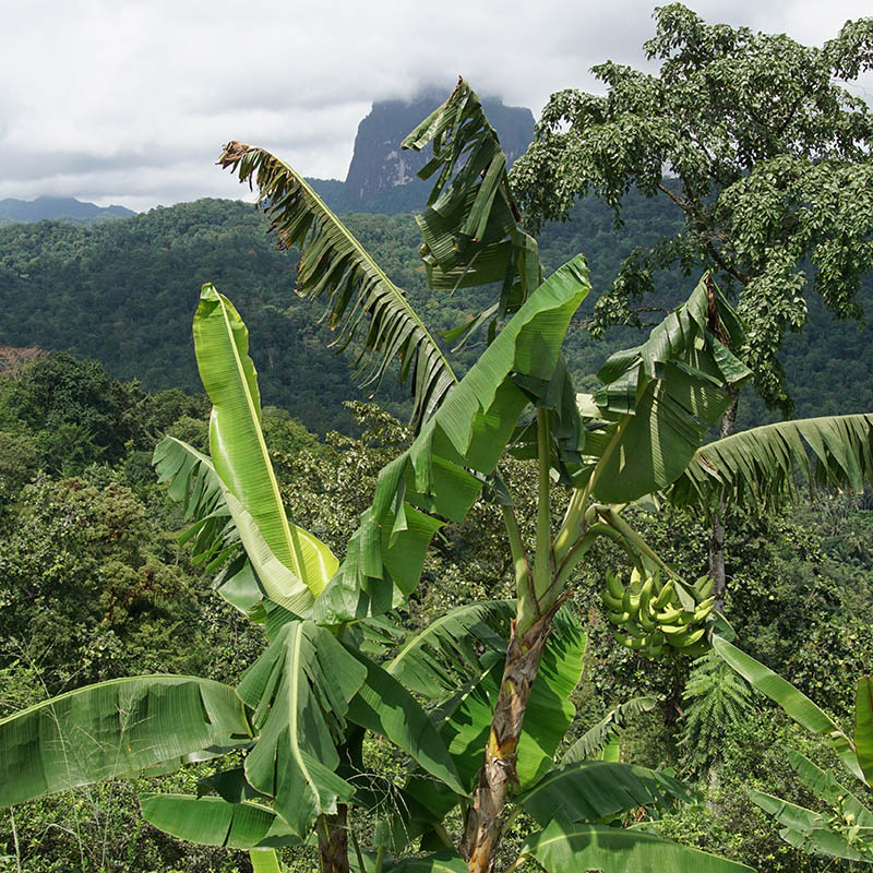 Tropical landscape on Sao Tome