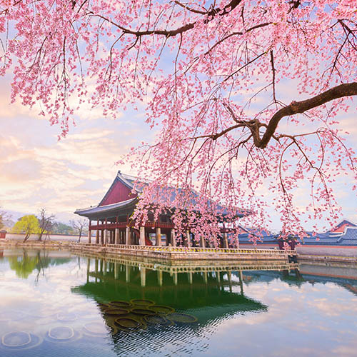 Gyeongbokgung Palace with cherry blossom tree in spring time in Seoul City, South Korea