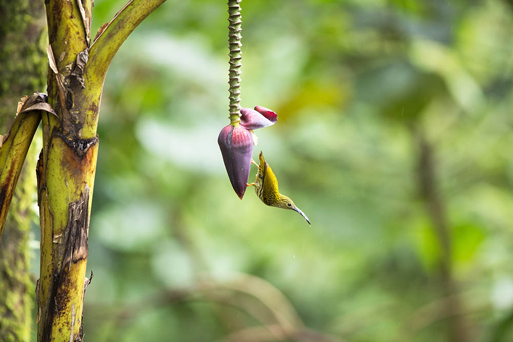 Streaked spiderhunter feeding on the nectar of the wild banana blossom in tropical montane forest, northern Thailand