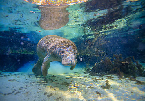 Manatee, USA