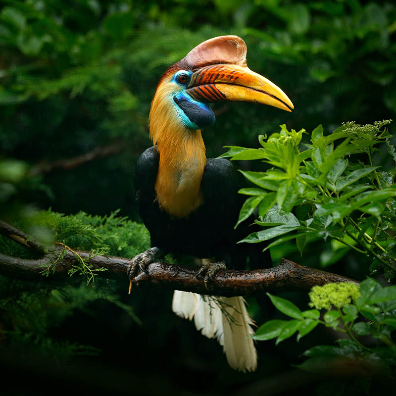 Knobbed Hornbill, from Sulawesi, Indonesia