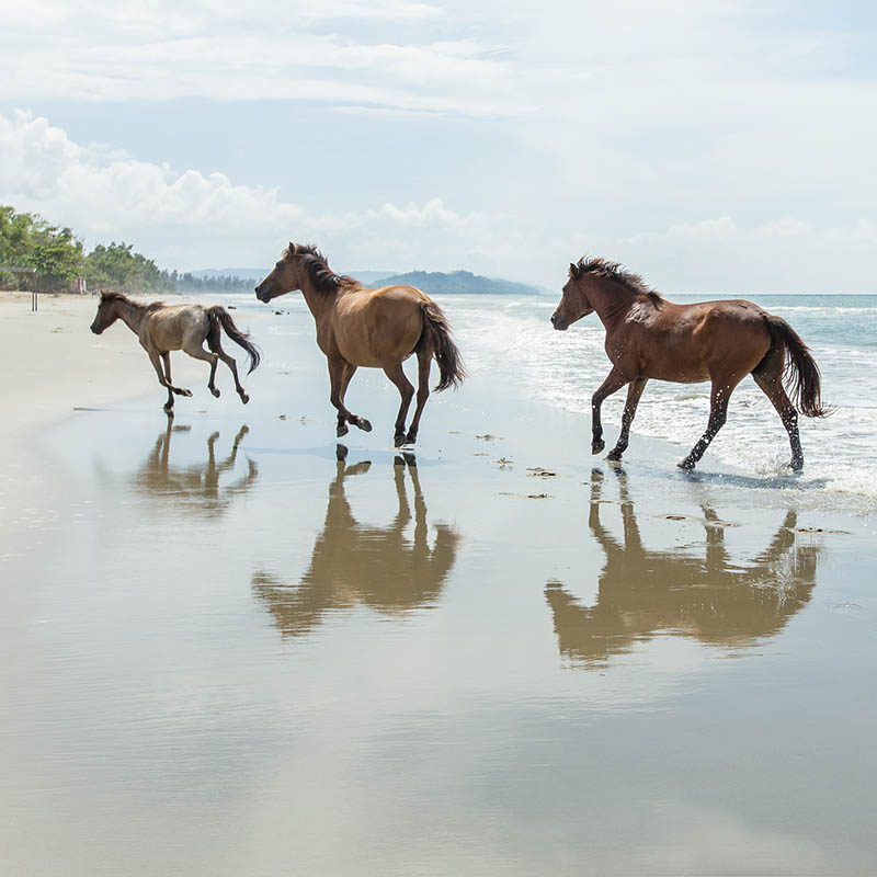 Horses running free on a tropical beach