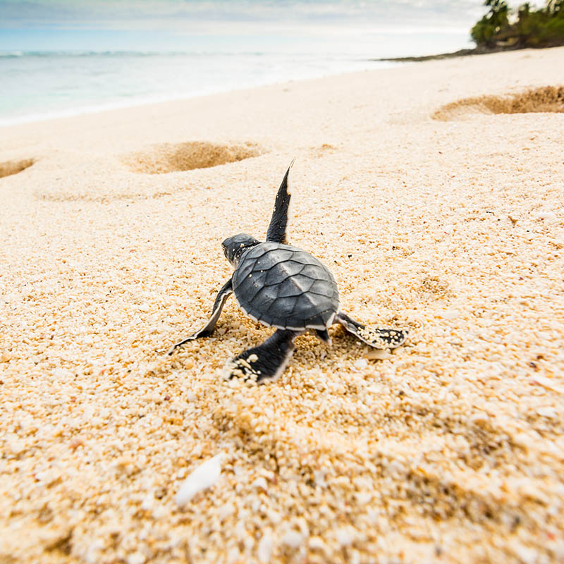 Baby turtle makes ts way to the sea