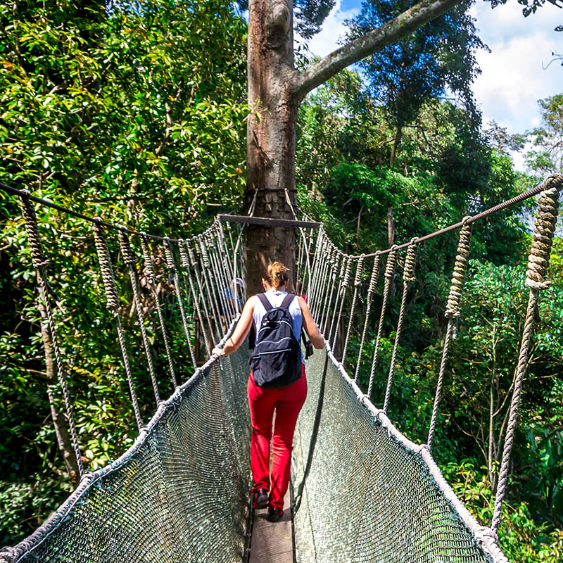 Walkway canopy tour, bridge in the rain forest, Kota Kinabalu, Borneo