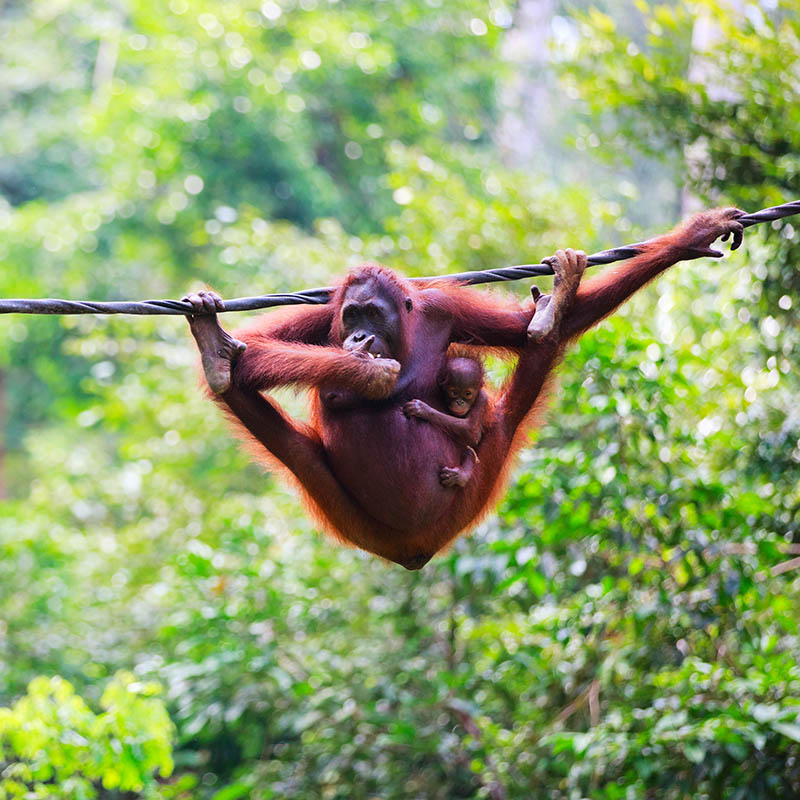 Mother and baby orangutans from Sabah, Borneo