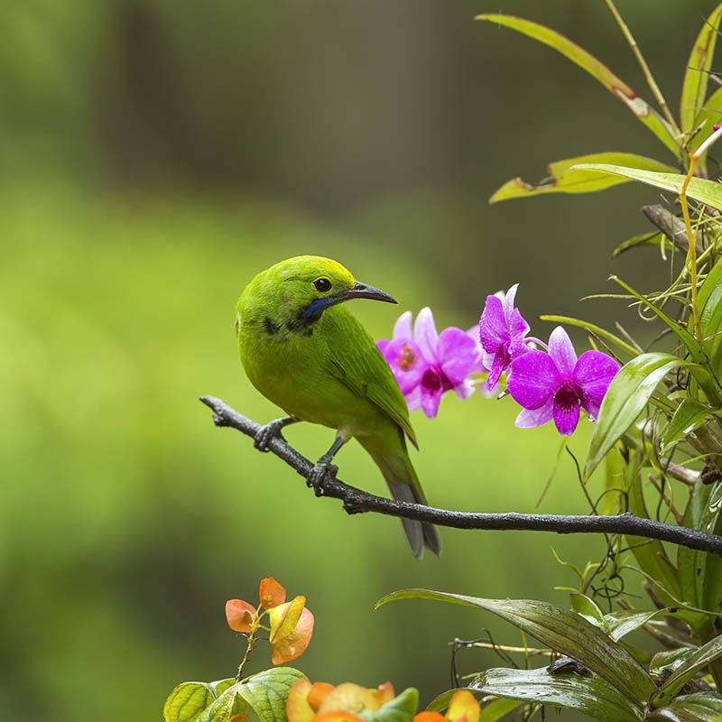 Golden Fronted leaf bird, Cambodia