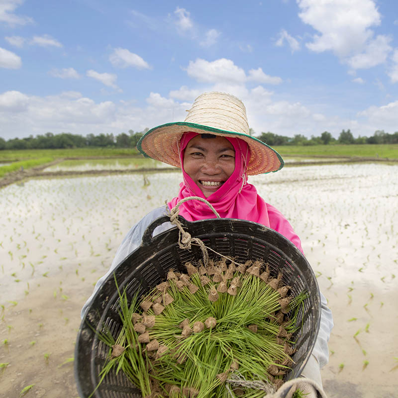 Farmer showing a basket of rice saplings in the field