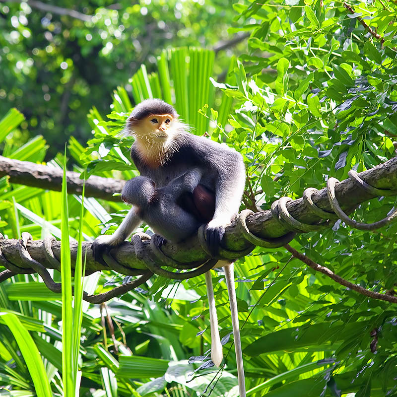 Red-shanked Douc with her child in the forest in Cambodia