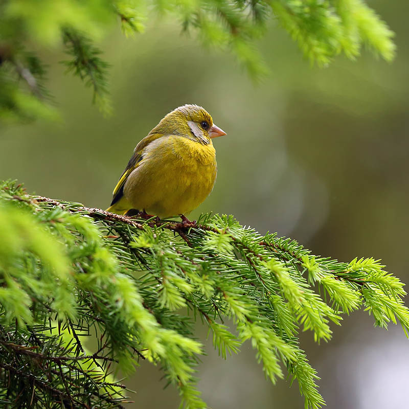 European greenfinch, Great Britain