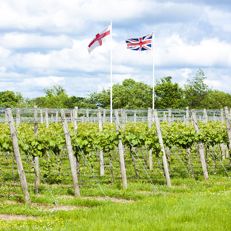 Vineyard near Lamberhurst, Kent, England