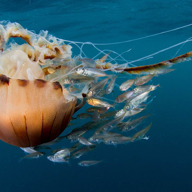 Compass Jellyfish sheltering Juvenile Horse Mackerel, Cornwall