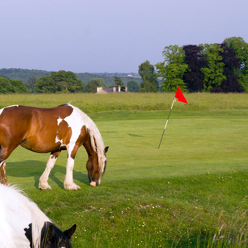 Livestock roams freely on the roads and golf course on Minchinhampton Common in the Cotswolds, Gloucestershire, UK