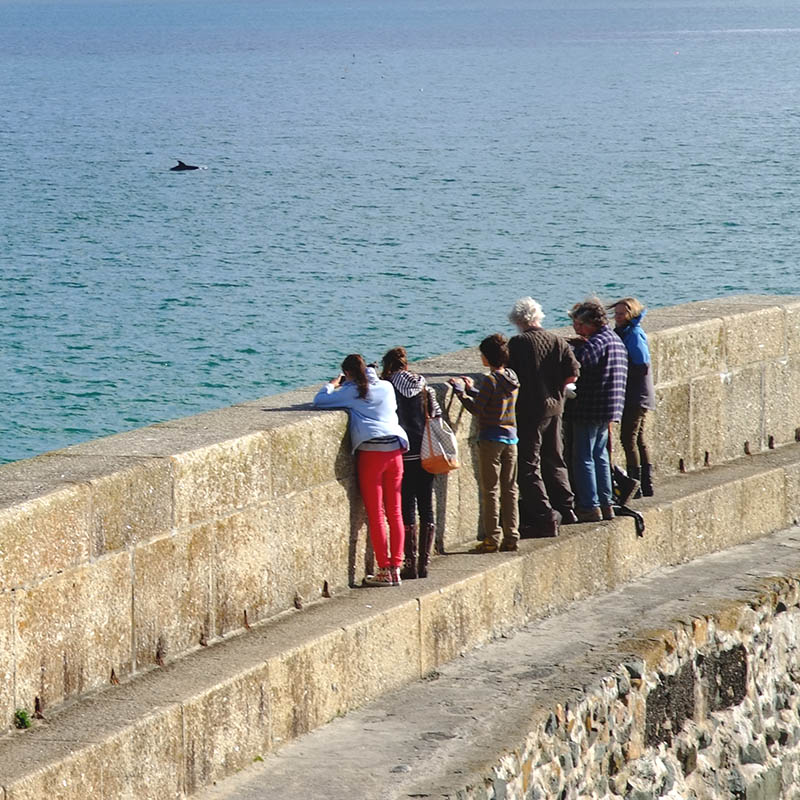 Dolphin Watching off St.Ives, Cornwall.