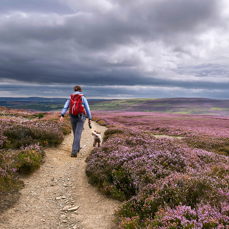 A hiker walking along a dirt path, trail on open moorland with purple flowering heather at Edmundbyres, Country Durham, England