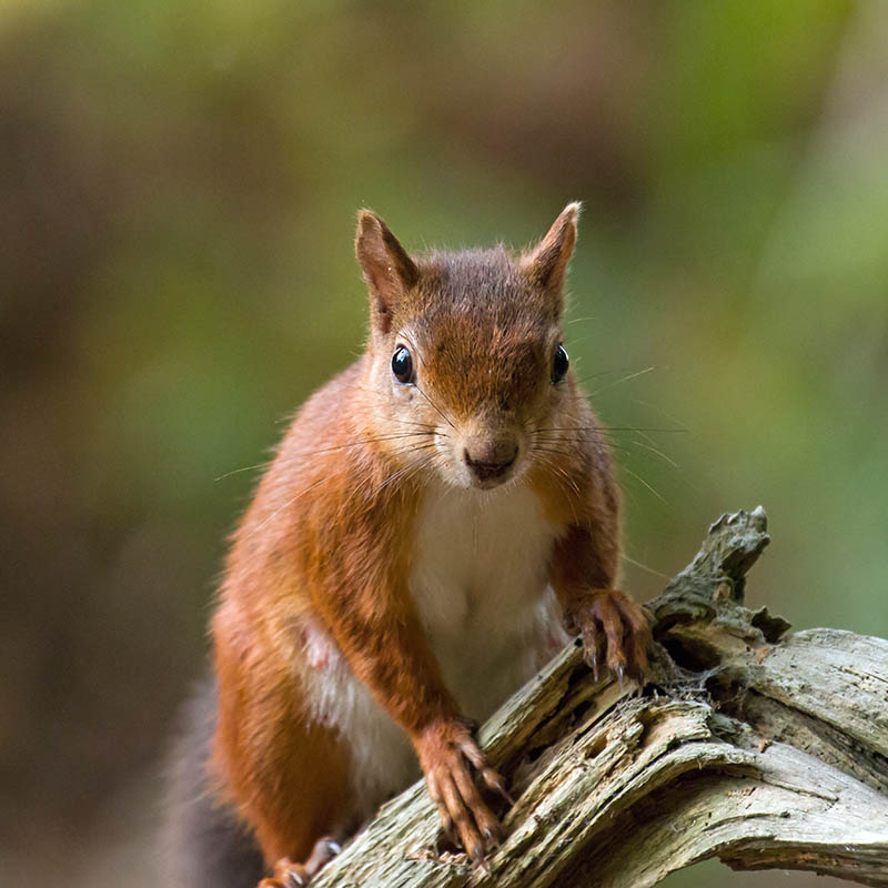 British native Red Squirrel on old tree branch on Brownsea Island Dorset