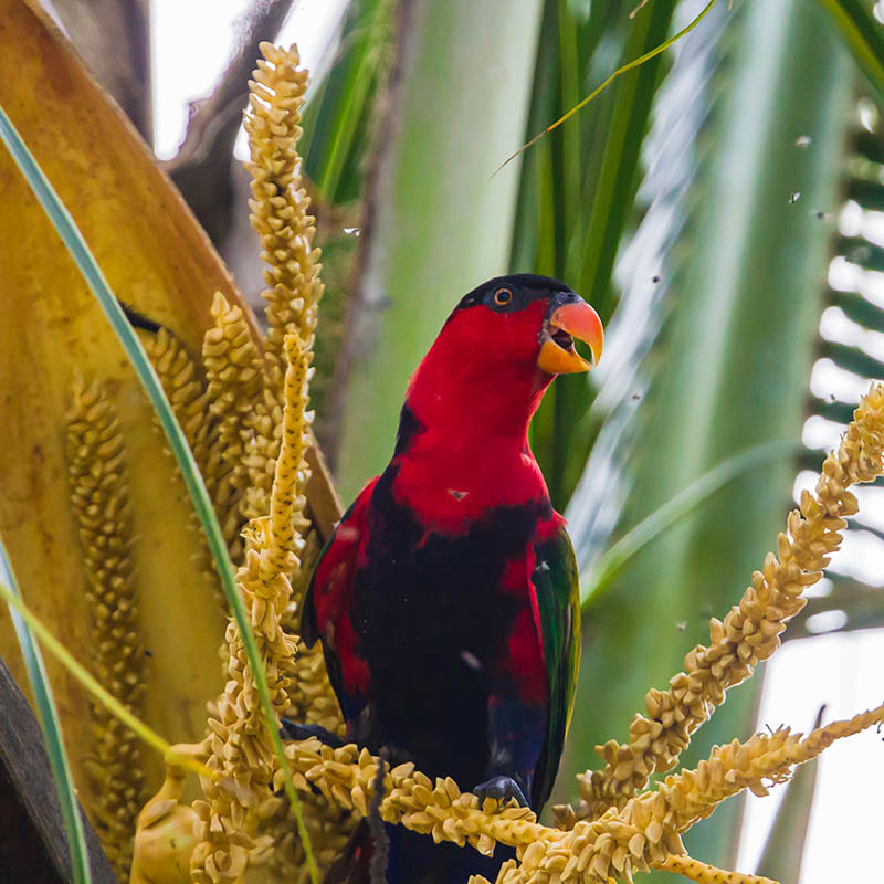 Black-capped lory . Raja Ampat, West Papua