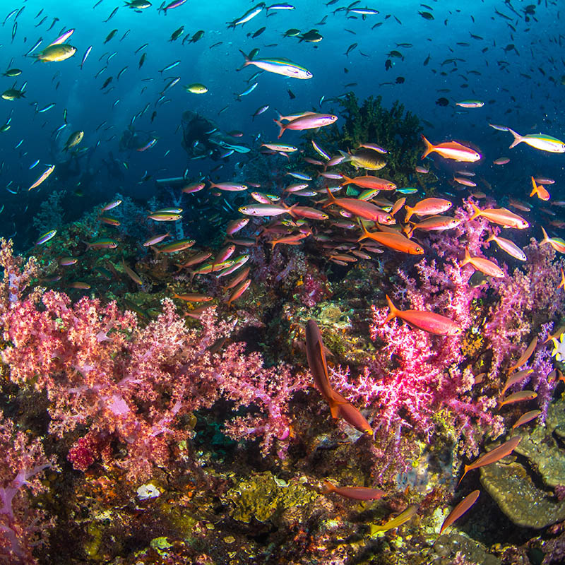 Colourful soft corals