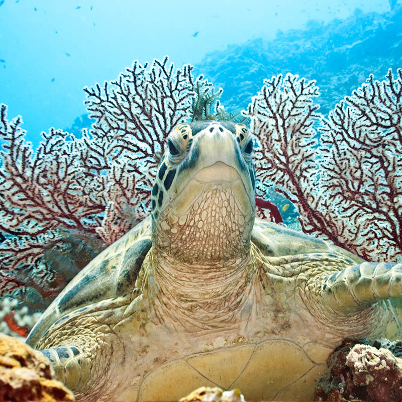 Green sea turtle