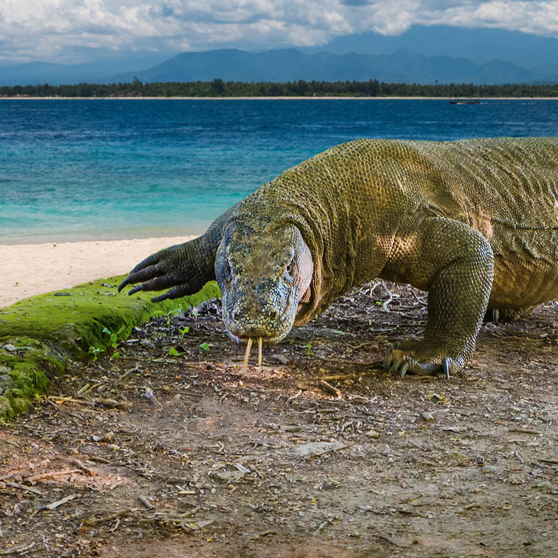 A Komodo dragon on the beach of Komodo Island, Indonesia