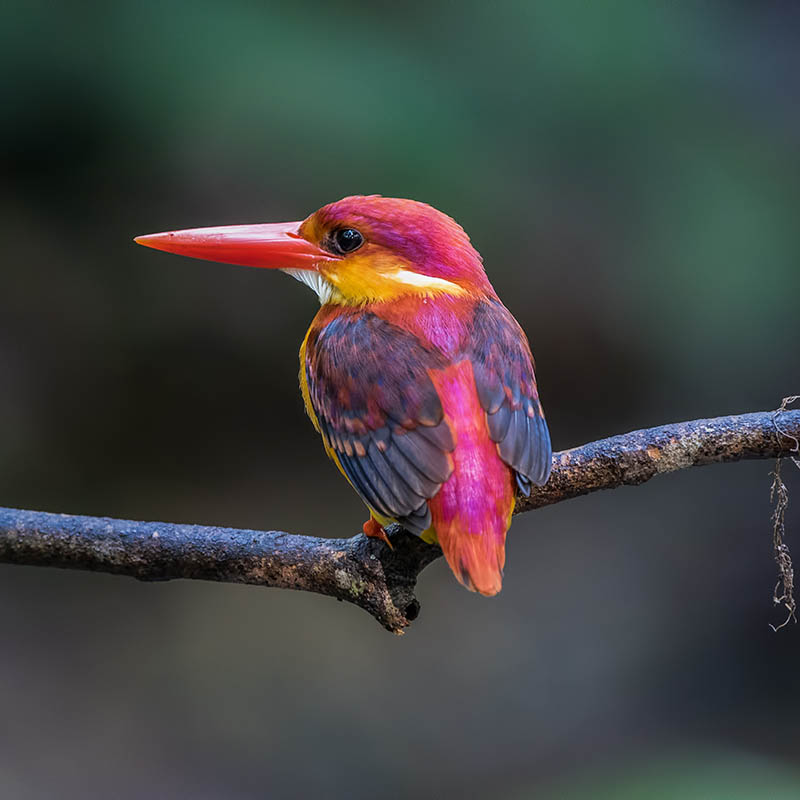 Rufous Backed Kingfisher, photo has been taken at Selangor