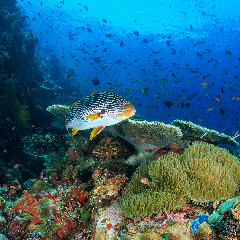 Oriental Sweetlips swimming across coral reef