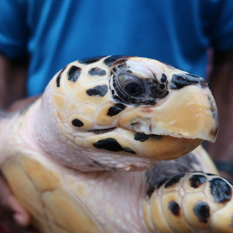 Hawksbill Sea turtle, Malaysia