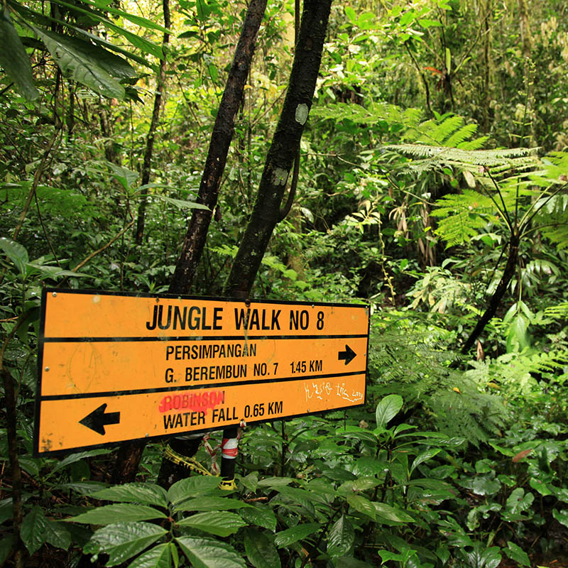 Jungle hiking at Beremban Mountain, Cameron Highlands