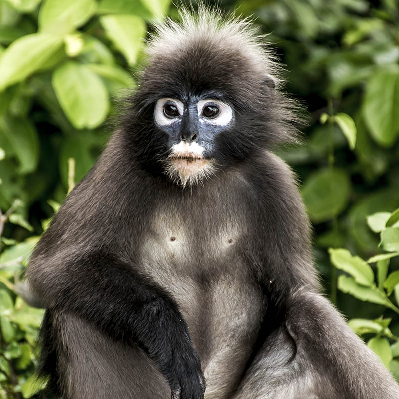 Dusky Leaf Monkey, Malaysia