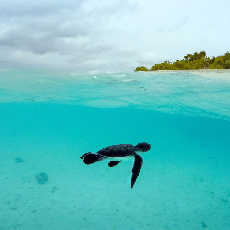 Sea turtle in the Maldives