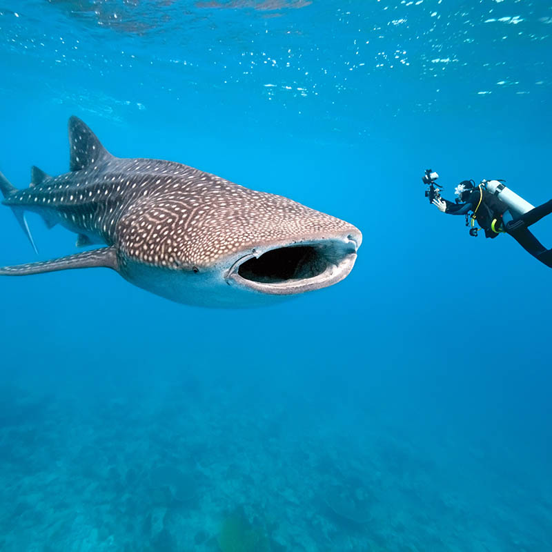 Diving with Whale sharks