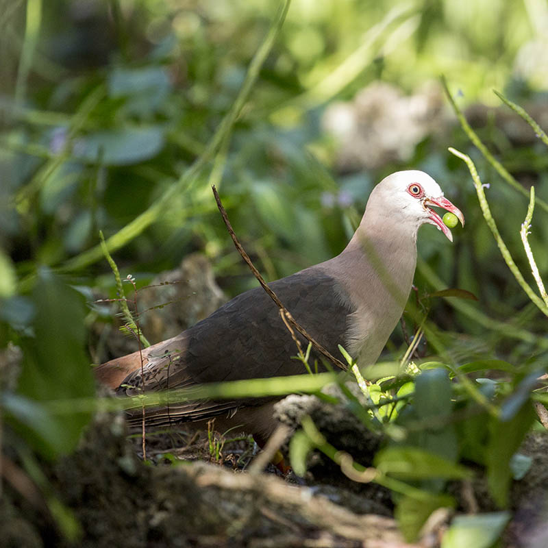 Extremely rare Pink pigeon (Nesoenas mayeri), foraging on the woodland floor in Mauritius