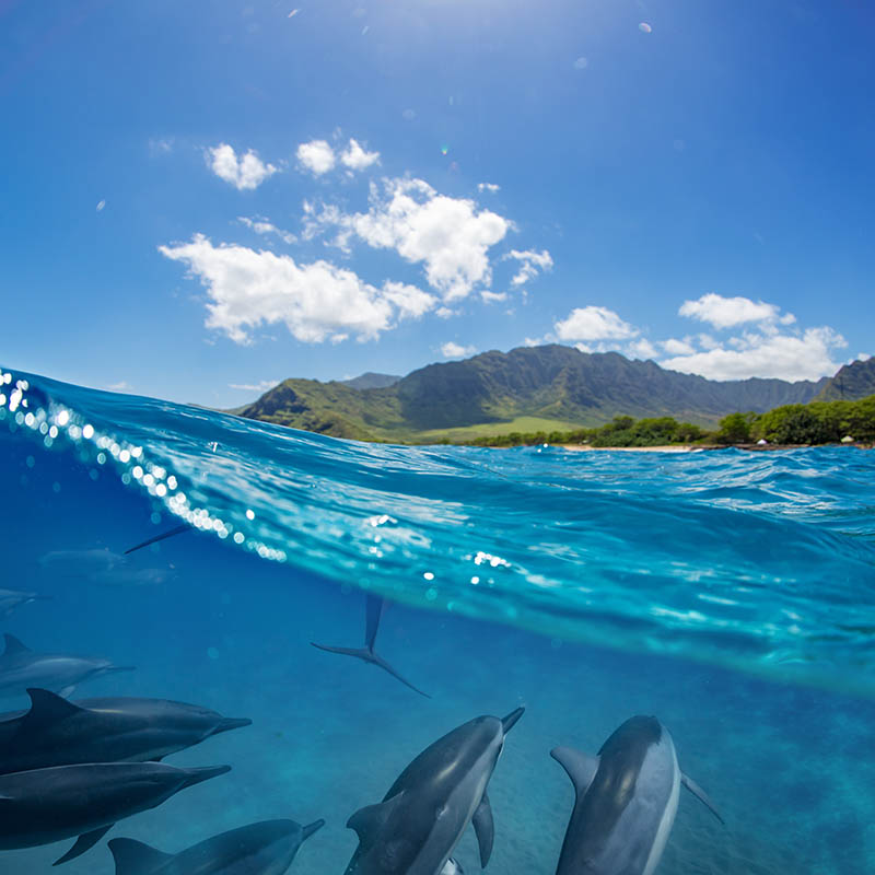 Split view of Le Morne mountain and dolphins swimming underwater