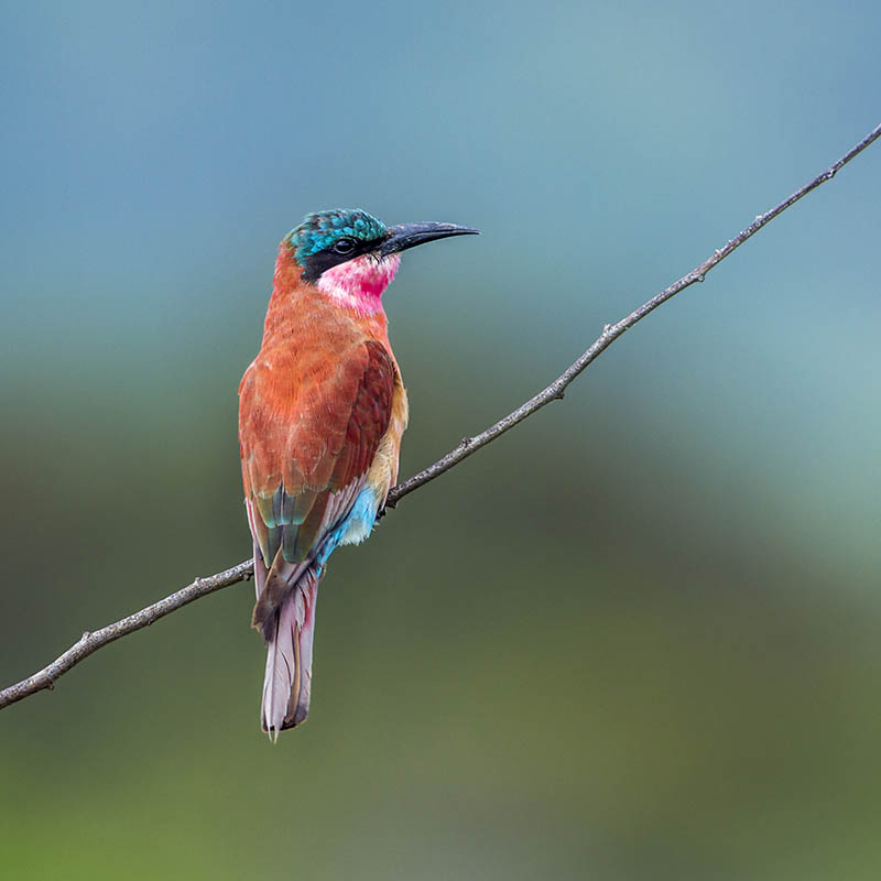 Southern Carmine Bee-eater