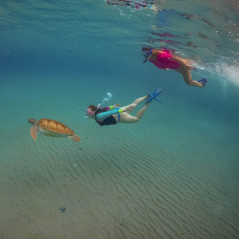 Snorkelling with turtles