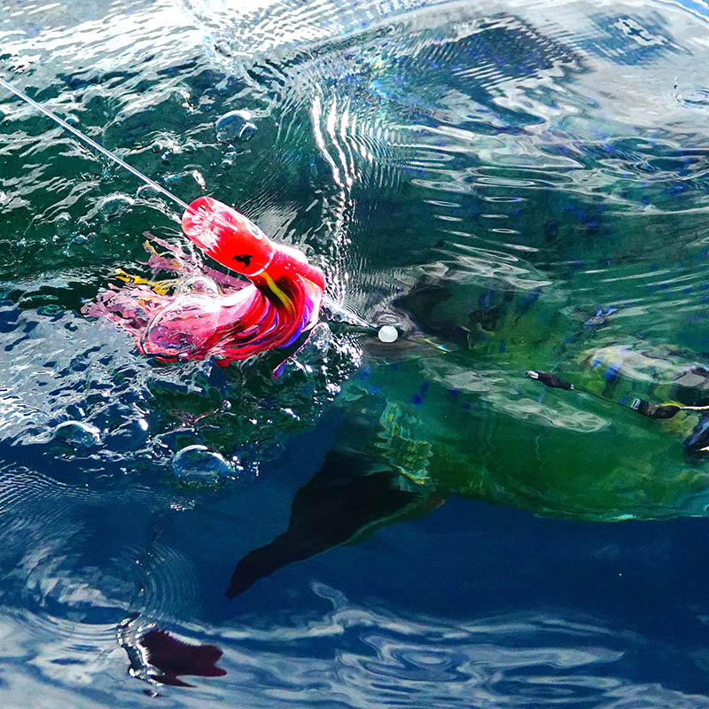 Mahi Mahi fishing, Mozambique