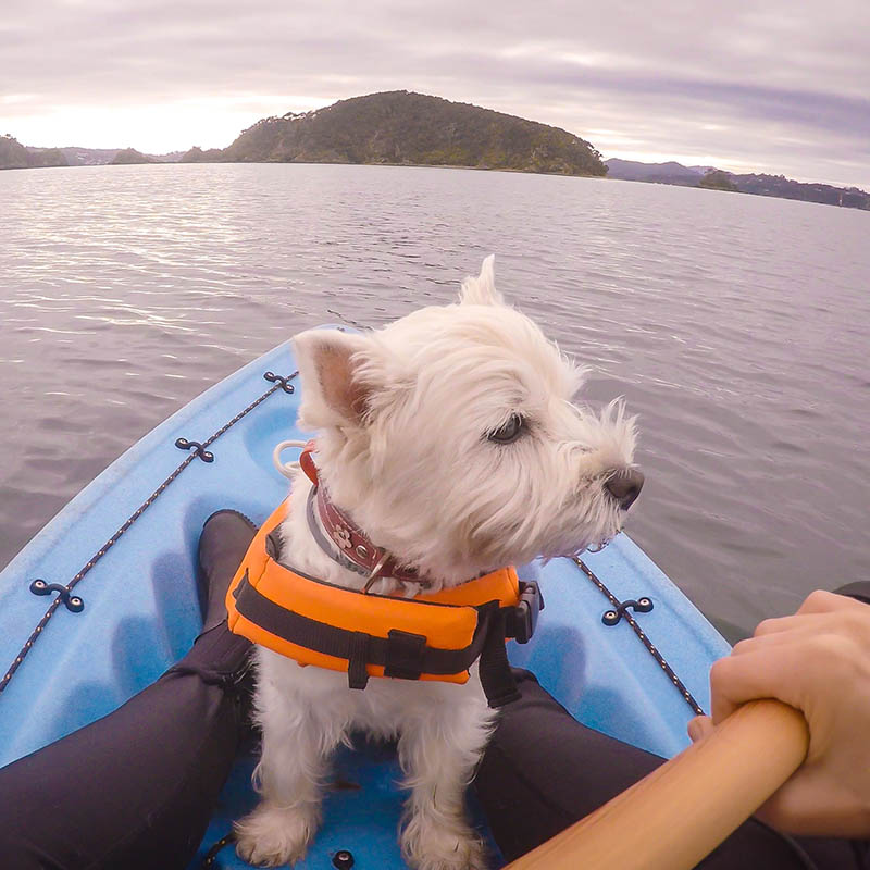 Kayaking in Paihia, Bay of Islands, New Zealand