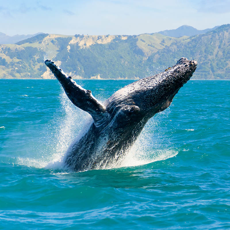 Humpback whale breaching