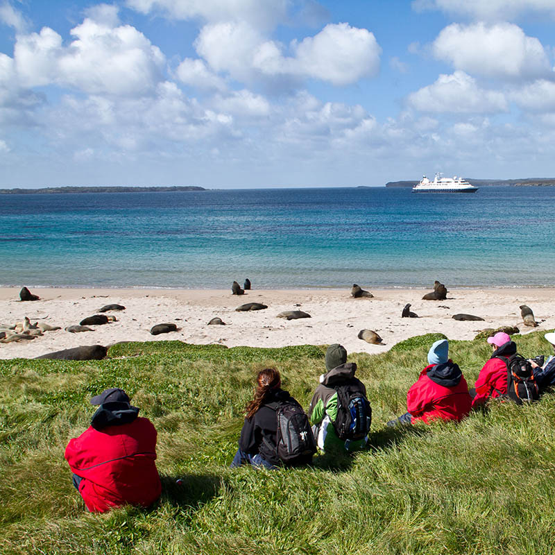 Walkers resting and watching seal, ship in the distance in Enderby Island, Sub-antarctic Islands