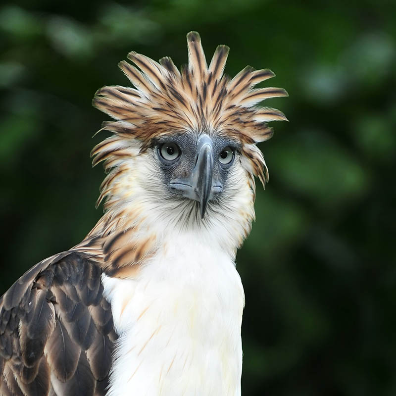 Philippine Eagle