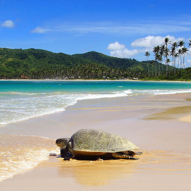 Sea turtle on Nacpan beach. El Nido