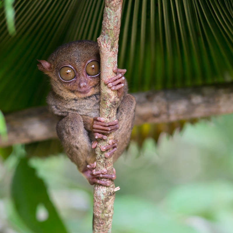 Smiling cute tarsier sitting on a tree, Bohol island, Philippines