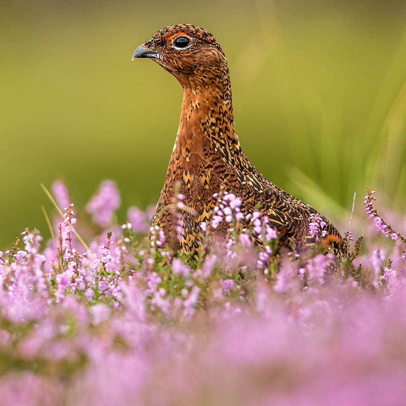 Red grouse, Scotland