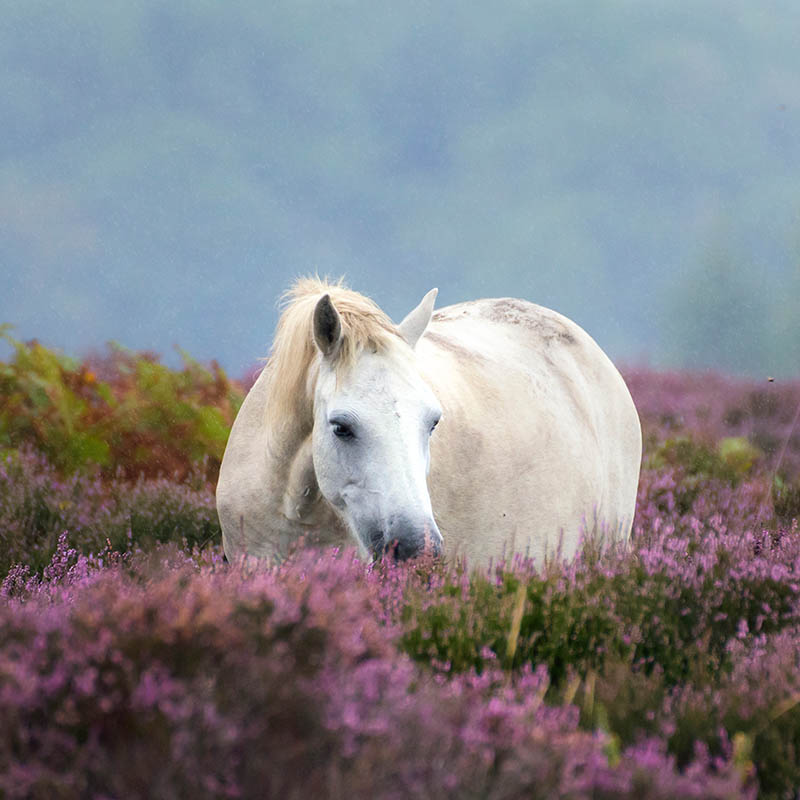 White pony in the rain almost hidden by heather